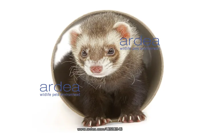  : Ferret - in studio