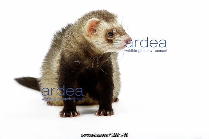  : Ferret - in studio