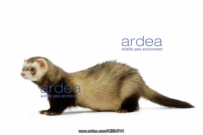  : Ferret - in studio