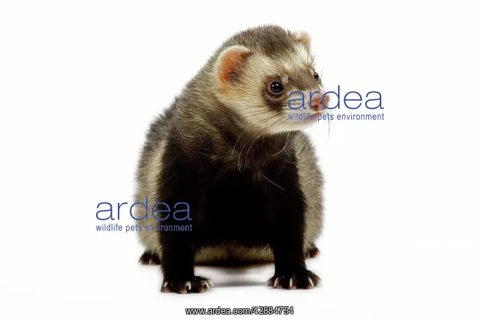  : Ferret - in studio