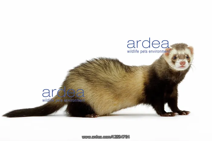  : Ferret - in studio