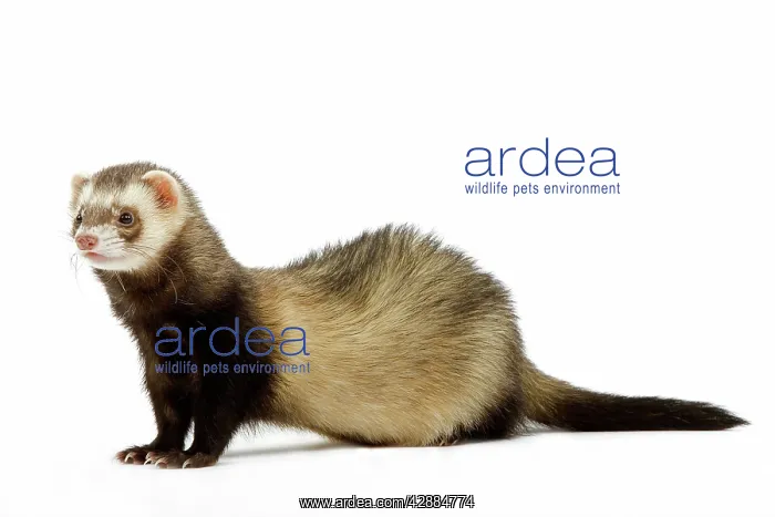  : Ferret - in studio