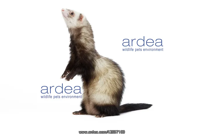  : Ferret - in studio