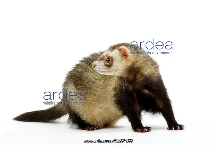  : Ferret - in studio