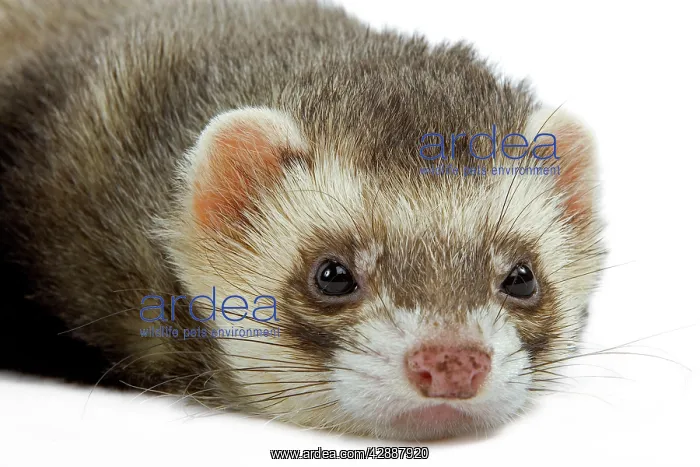 : Ferret - in studio : Ferret - in studio