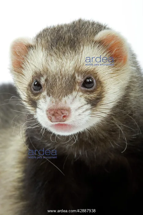 : Ferret - in studio : Ferret - in studio
