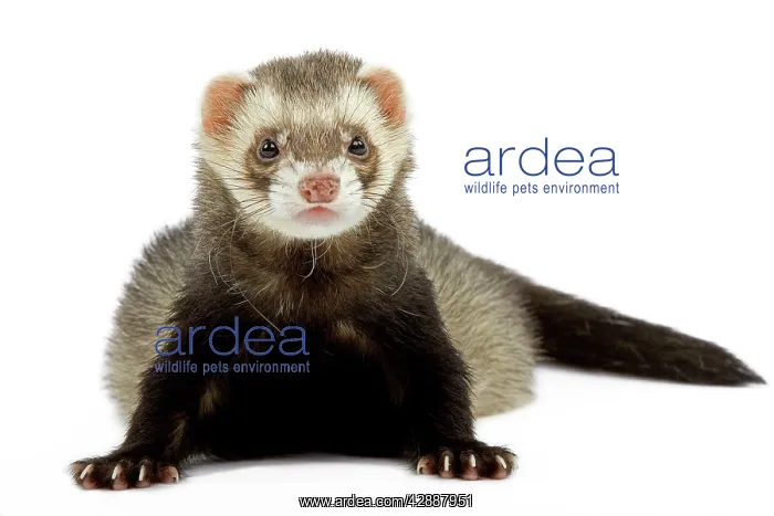  : Ferret - in studio