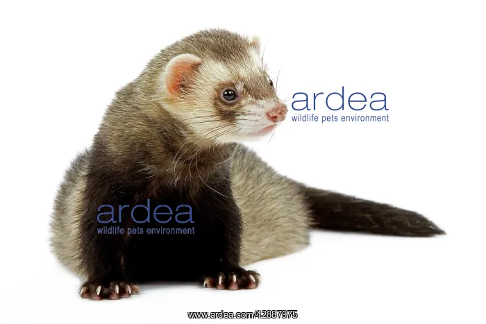 : Ferret - in studio : Ferret - in studio