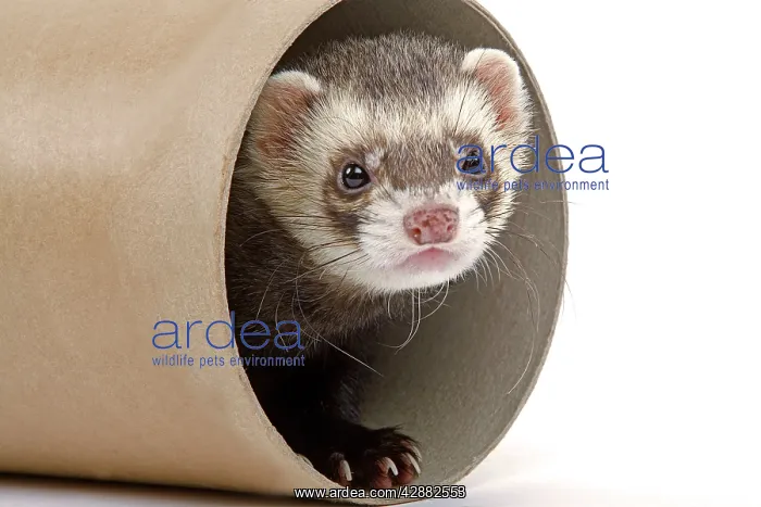  : Ferret - in studio in cardboard tunnel