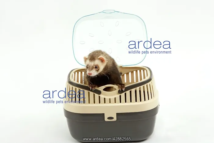  : Ferret - in studio in carrying basket