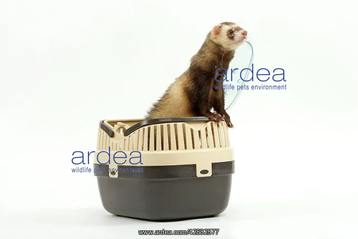  : Ferret - in studio in carrying basket