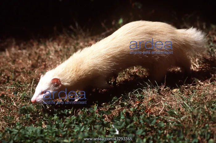 : FERRET - walking : FERRET - walking