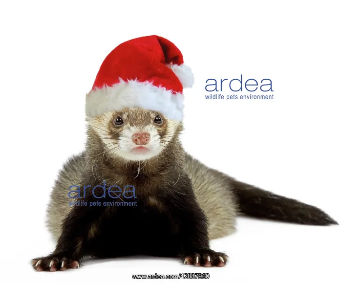 : Ferret - wearing Christmas hat : Ferret - wearing Christmas hat