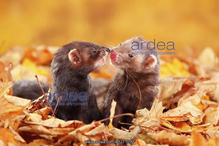 : Two Ferrets (Mustela putorius forma domestica) in : Two Ferrets (Mustela putorius forma domestica) in