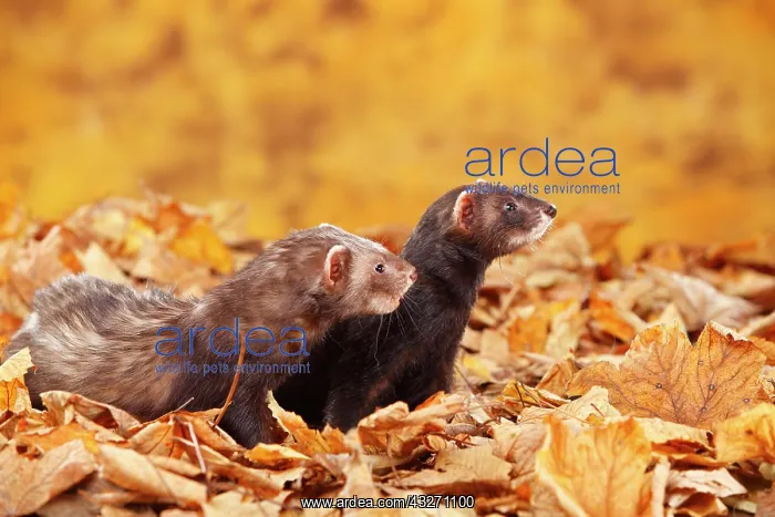 : Two Ferrets (Mustela putorius forma domestica) in : Two Ferrets (Mustela putorius forma domestica) in