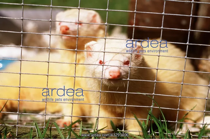  : FERRETS x two - Looking through bars in cage