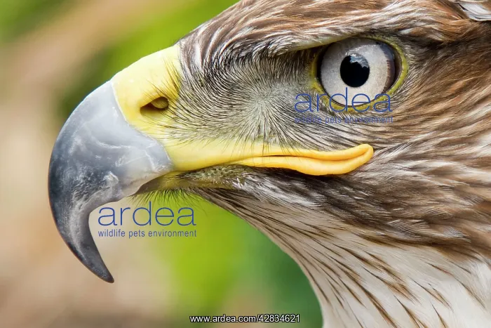 : Ferruginous Buzzard / Hawk : Ferruginous Buzzard / Hawk