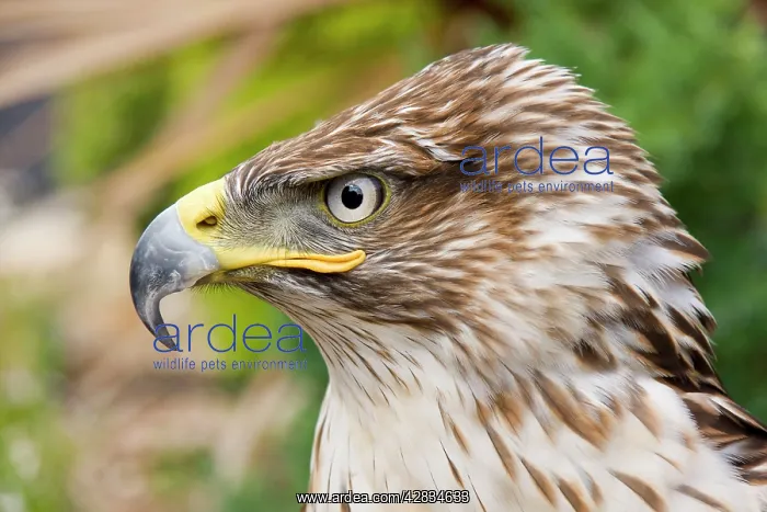 : Ferruginous Buzzard / Hawk : Ferruginous Buzzard / Hawk