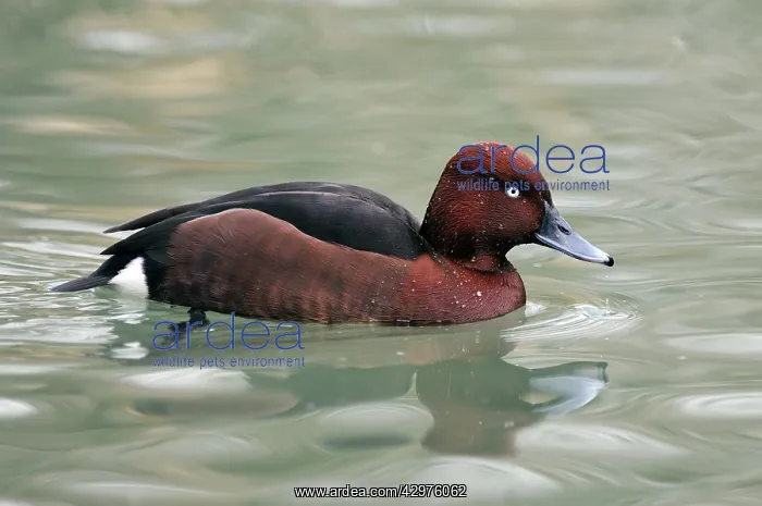 : Ferruginous Duck : Ferruginous Duck