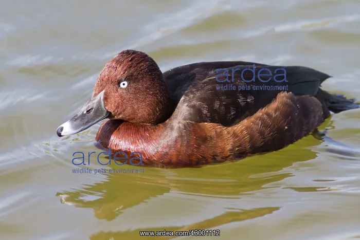 : Ferruginous Duck : Ferruginous Duck
