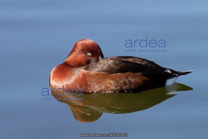  : Ferruginous Duck