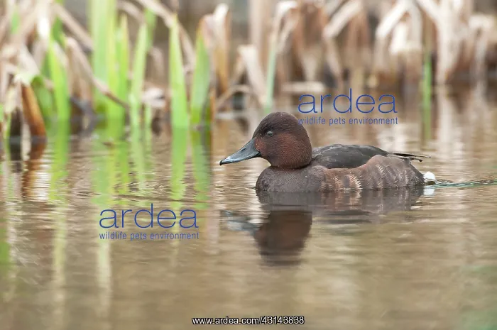 : Ferruginous Duck : Ferruginous Duck