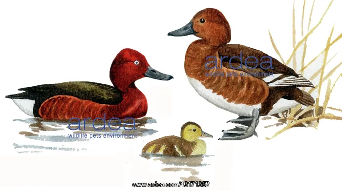 : Ferruginous Duck : Ferruginous Duck