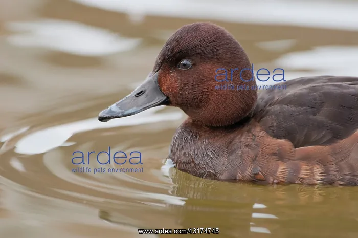 : Ferruginous Duck : Ferruginous Duck