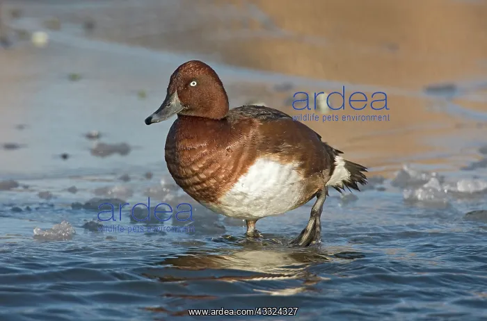  : Ferruginous Duck