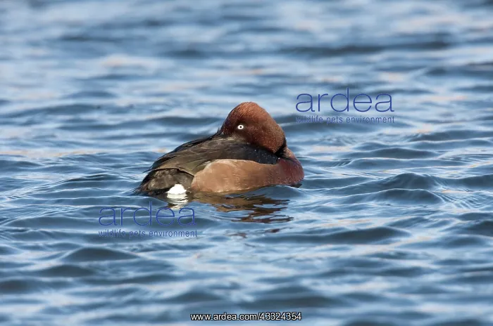 : Ferruginous Duck : Ferruginous Duck