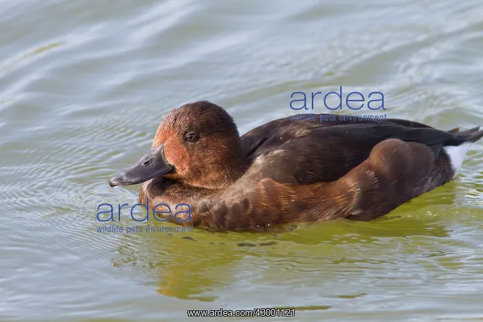  : Ferruginous Duck - adult female swimming on marsh