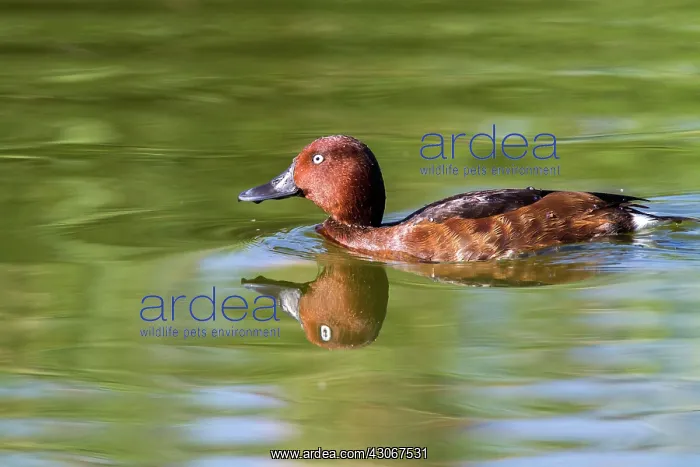 : Ferruginous Duck (Aythya nyroca) on water, Tablas : Ferruginous Duck (Aythya nyroca) on water, Tablas