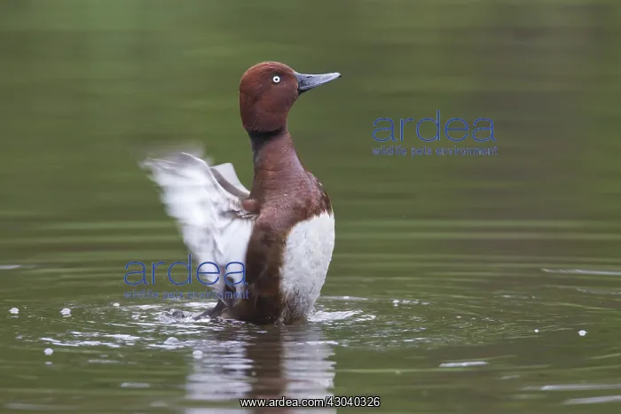 : Ferruginous Duck - drake - Germany : Ferruginous Duck - drake - Germany