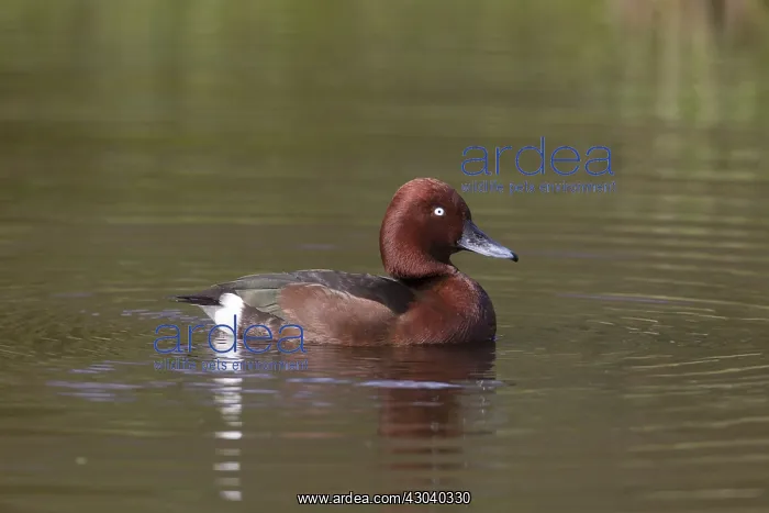 : Ferruginous Duck - drake - Germany : Ferruginous Duck - drake - Germany