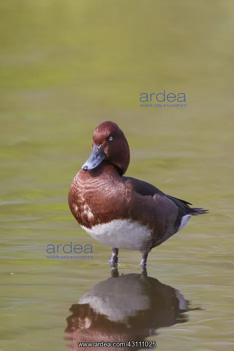  : Ferruginous Duck - drake - Germany