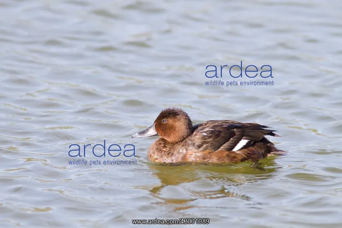 : Ferruginous Duck - female swimming : Ferruginous Duck - female swimming