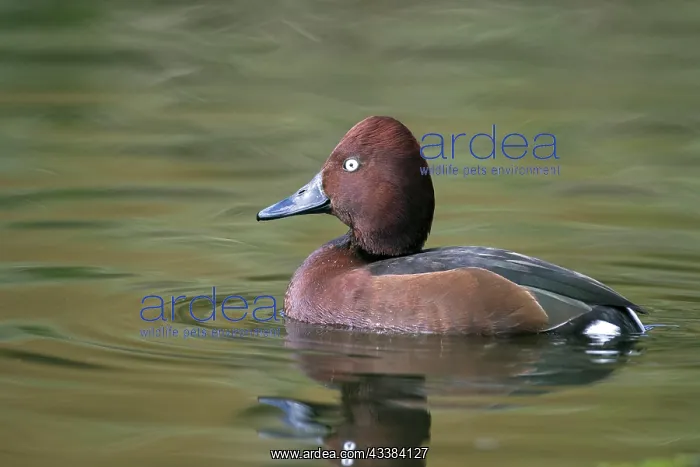 : Ferruginous duck, ferruginous pochard (Aythya nyroca) : Ferruginous duck, ferruginous pochard (Aythya nyroca)
