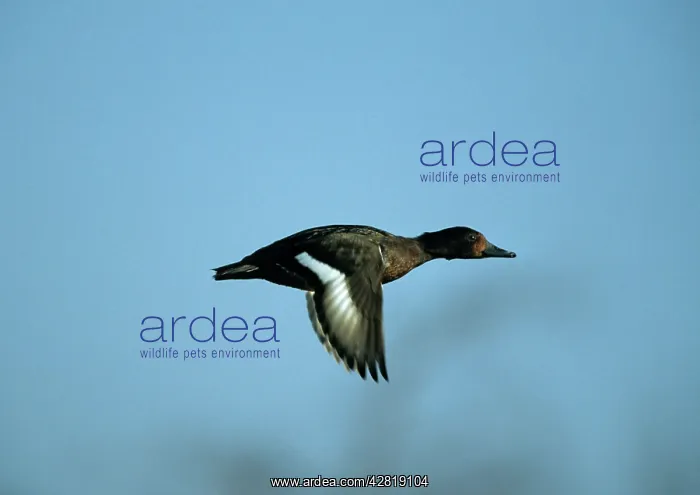 : Ferruginous Duck - In Flight : Ferruginous Duck - In Flight