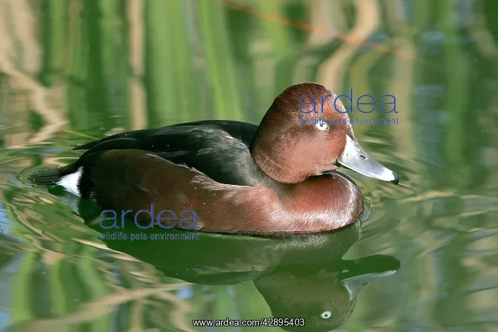 : Ferruginous Duck - male : Ferruginous Duck - male