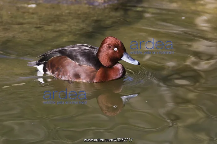 : Ferruginous Duck - male on lake, Bavarian Forest, Germany : Ferruginous Duck - male on lake, Bavarian Forest, Germany