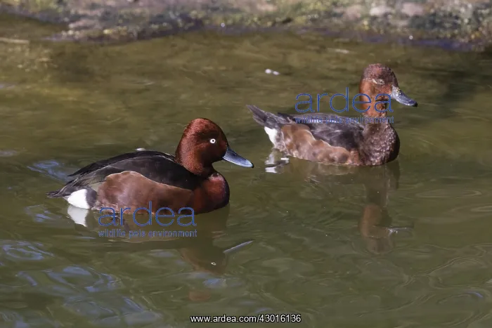  : Ferruginous Duck - pair on lake, Bavarian Forest, Germany