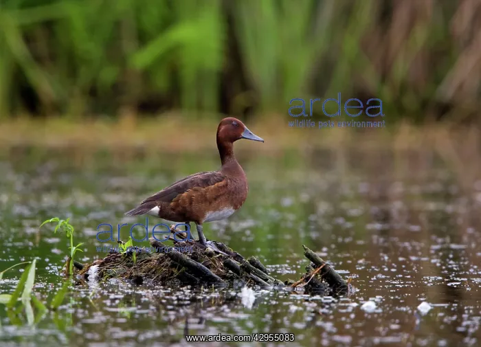 : Ferruginous Duck - standing on dead reeds and weeds : Ferruginous Duck - standing on dead reeds and weeds