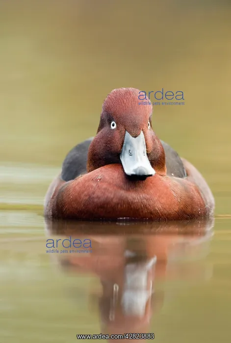 : Ferruginous Duck - winter : Ferruginous Duck - winter