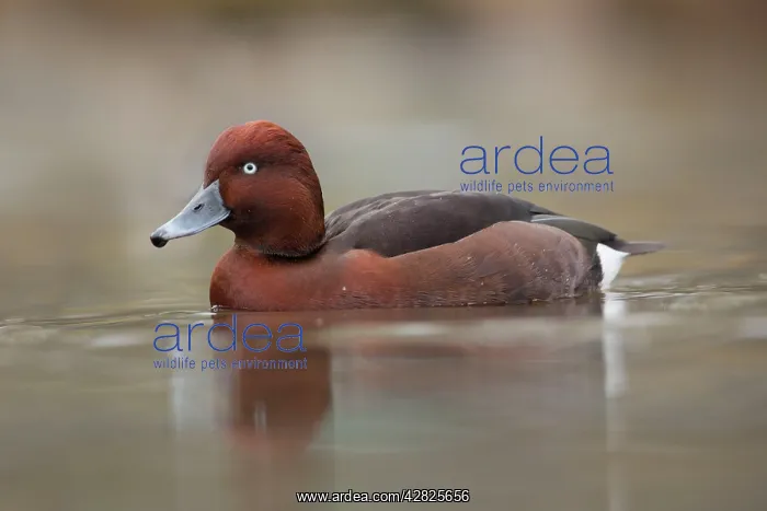 : Ferruginous Duck - winter : Ferruginous Duck - winter