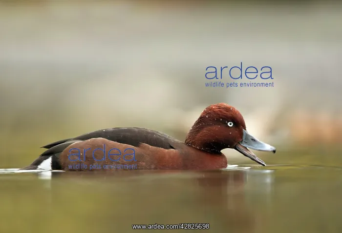 : Ferruginous Duck - winter : Ferruginous Duck - winter