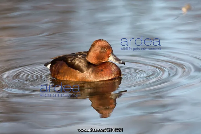 : Ferruginous Duck in winter : Ferruginous Duck in winter