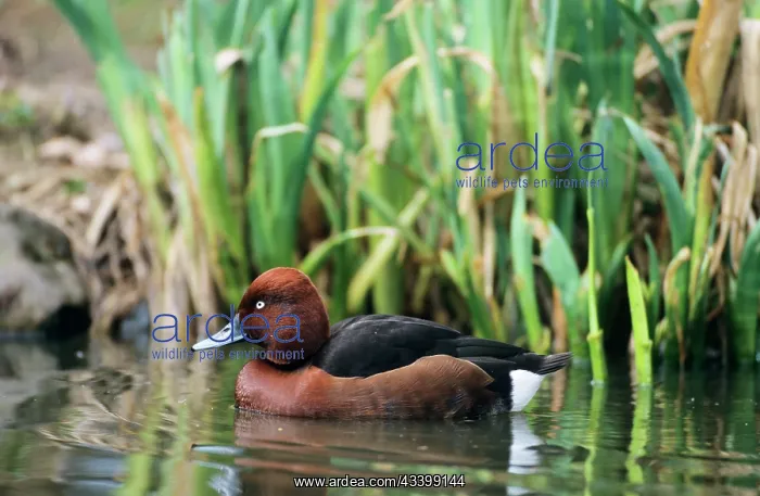 : Ferruginous / Ferruginous pochard / white-eyed pochard Duck : Ferruginous / Ferruginous pochard / white-eyed pochard Duck