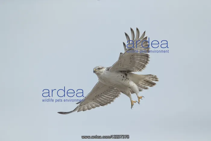  : Ferruginous Haw in flight