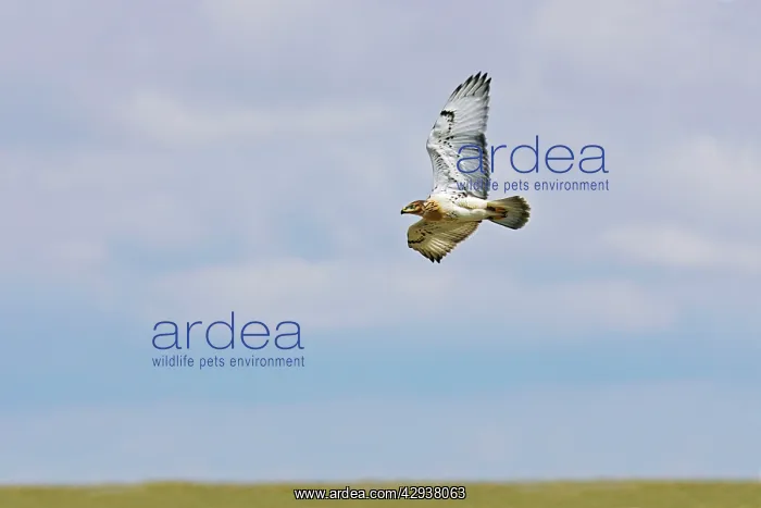  : Ferruginous Hawk