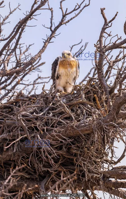 : Ferruginous Hawk : Ferruginous Hawk